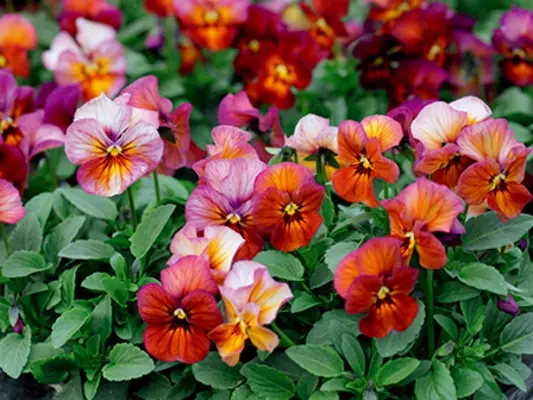 パンジー ビオラ栽培成功のカギ 目からウロコの古土再生利用法 15年10月4日 エキサイトニュース