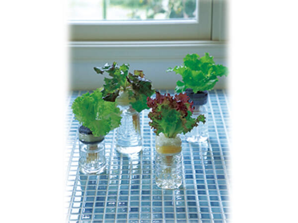 お部屋のインテリアにも ペットボトルでリーフレタス 年2月10日 エキサイトニュース