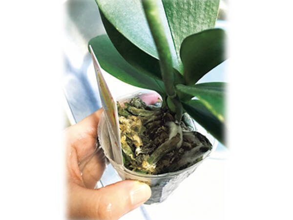 根にカビ 花の向きがバラバラ コチョウランのあるある症状を診断 年3月17日 エキサイトニュース