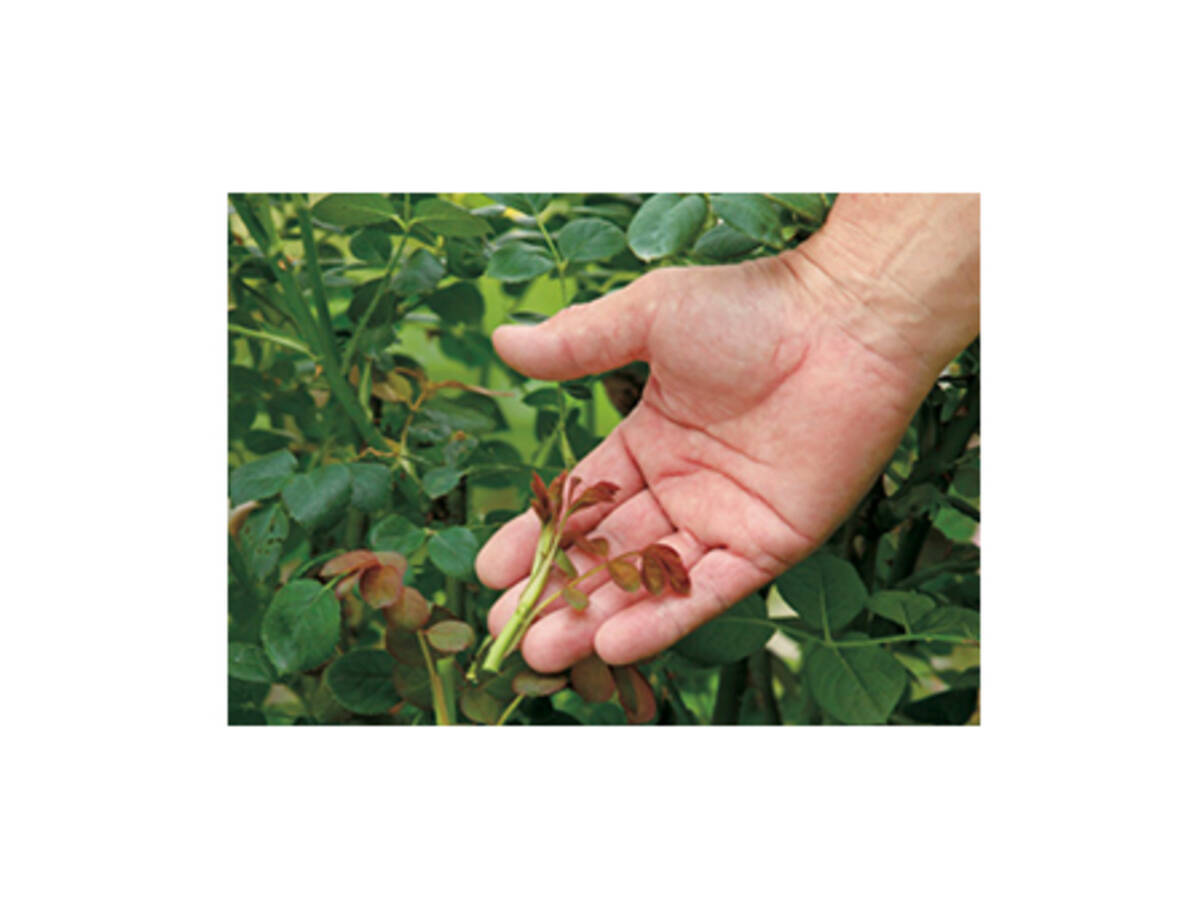 バラの新苗を早く一人前にするには 年5月19日 エキサイトニュース