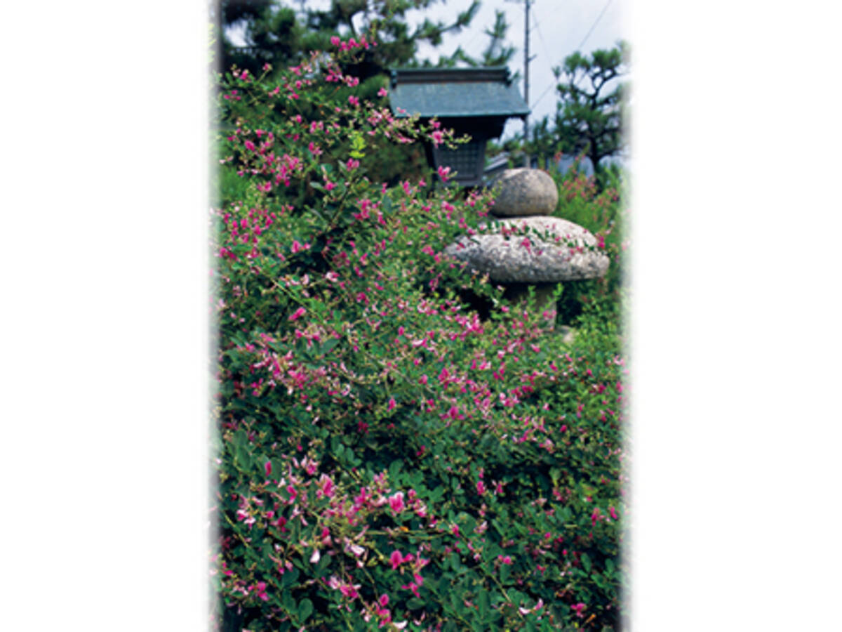 万葉集で最も多く詠まれた花 ハギ 年9月22日 エキサイトニュース