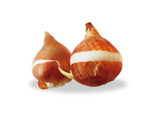 タネと球根はどう違う 年10月14日 エキサイトニュース