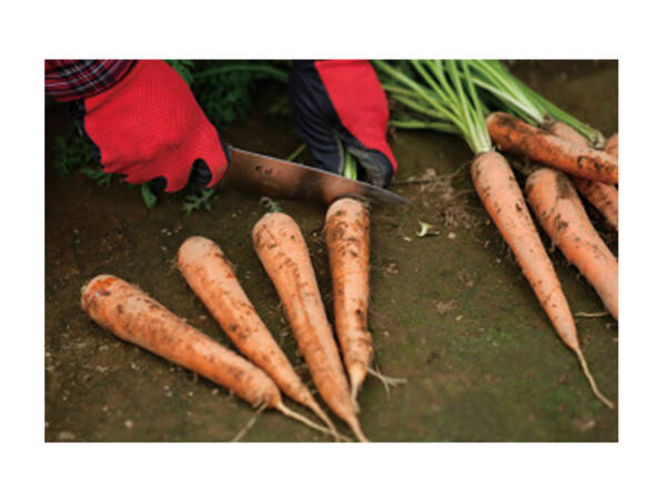 達人に聞く 鮮度を落とさない秋冬野菜の収穫 保存のコツ 年12月13日 エキサイトニュース