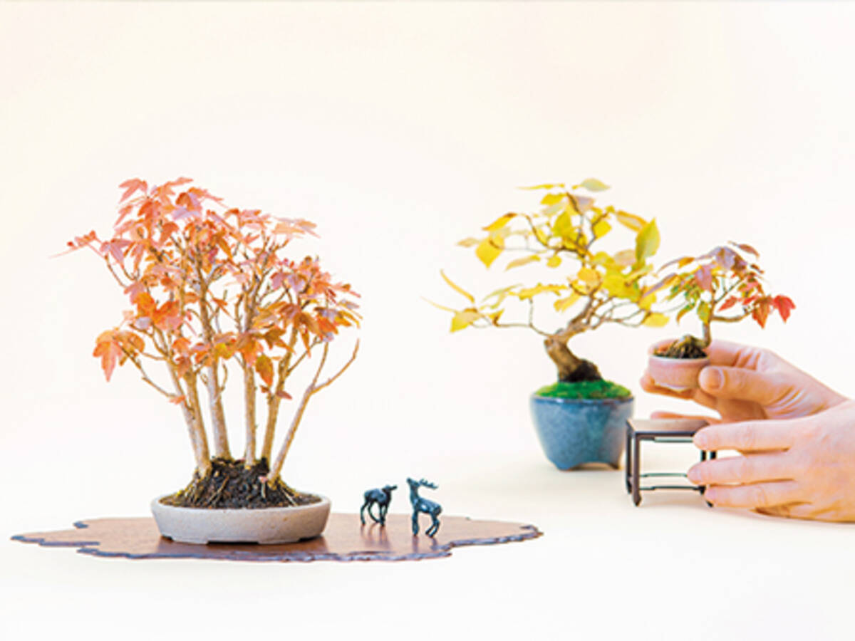 映える ミニ盆栽 でおうち時間に彩りを 21年2月13日 エキサイトニュース 映える ミニ盆栽 でおうち時間に彩りを 21年2月13日 エキサイトニュース