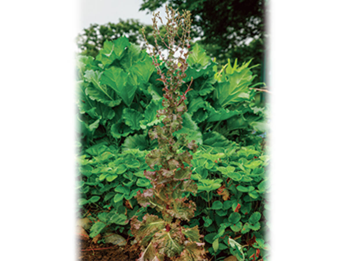 野菜の とう立ち って何 21年3月4日 エキサイトニュース