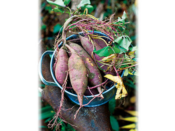 時間はかかるけど手間いらず サツマイモ栽培のポイント 21年6月6日 エキサイトニュース