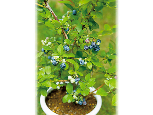わが家に合ったおいしい品種を選ぼう ブルーベリー栽培の第一歩 21年7月15日 エキサイトニュース