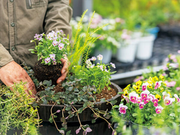 パンジー ビオラが寄せ植えにぴったりなワケ 21年10月13日 エキサイトニュース