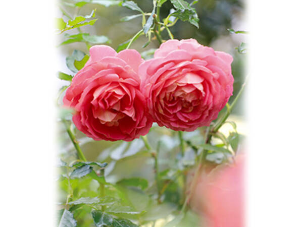 秋バラは 1年間バラを管理してきたことへの 最後のご褒美 21年11月5日 エキサイトニュース