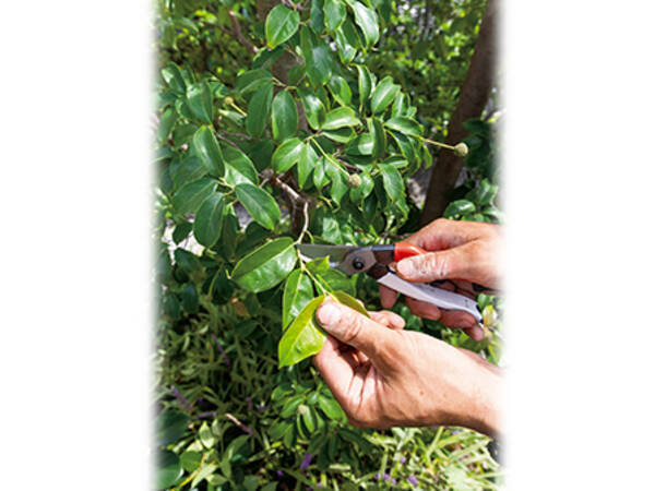 庭木 花木の 剪定 はなぜ必要なの 21年12月4日 エキサイトニュース 庭木 花木の 剪定 はなぜ必要なの 21年12月4日 エキサイトニュース