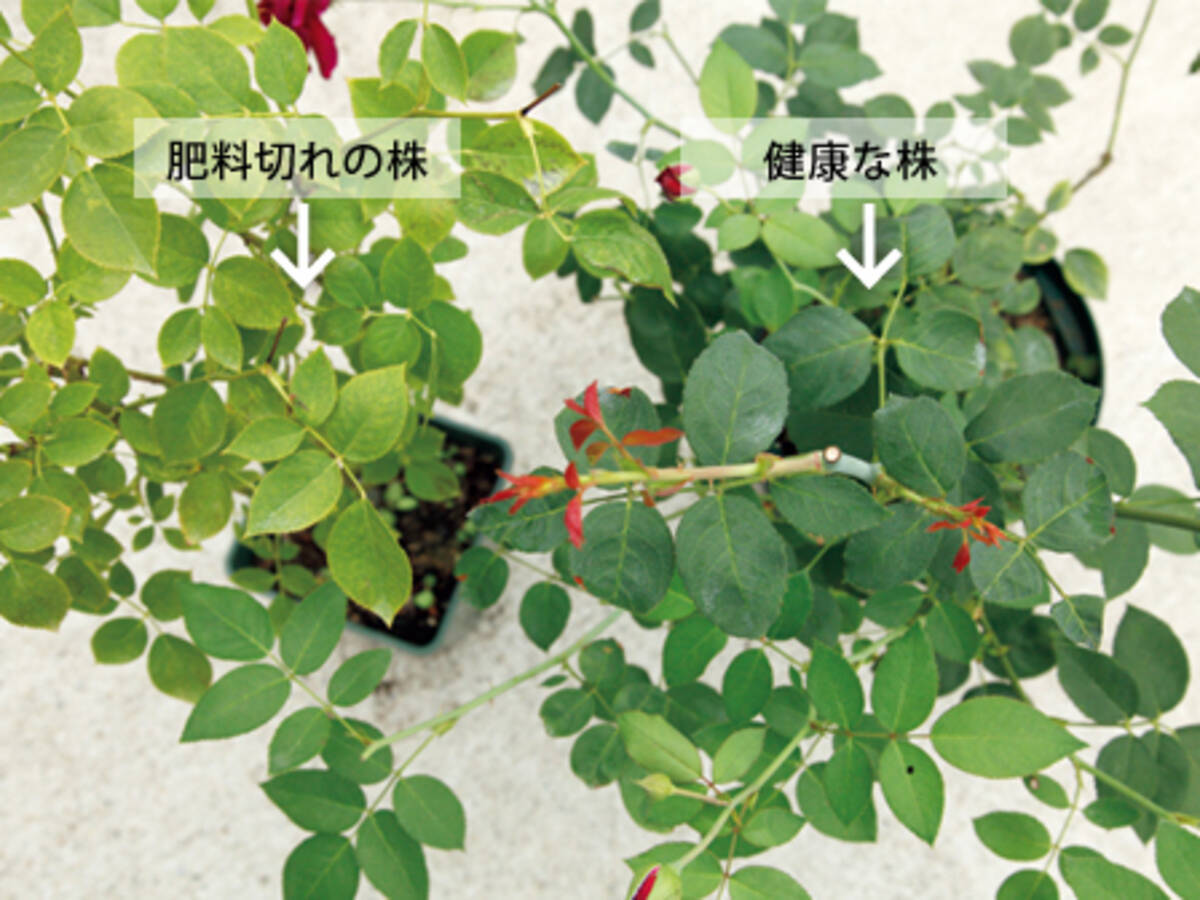 葉が黄色っぽいバラ 原因と対策 13年10月16日 エキサイトニュース