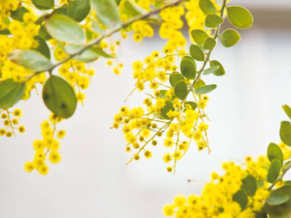 春の訪れを告げる花 ミモザの魅力 22年3月12日 エキサイトニュース