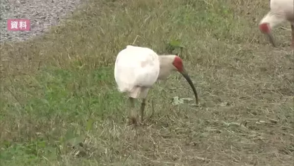 石川県で本州側初めてのトキ放鳥　5月31日に実施する方針が示される　放鳥予定個体は20羽