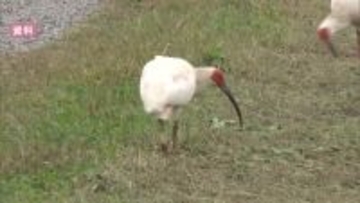 石川県で本州側初めてのトキ放鳥　5月31日に実施する方針が示される　放鳥予定個体は20羽