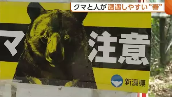 冬眠明け活発に “クマ”と人が遭遇しやすい春「クマも人間も山菜を…」 “音が出る物”携帯や“複数人での活動”重要に