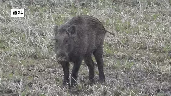 付近には小学校や住宅も…新潟市中心部で体長約1メートルのイノシシ目撃　警察などが注意呼びかけ