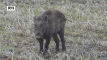 付近には小学校や住宅も…新潟市中心部で体長約1メートルのイノシシ目撃　警察などが注意呼びかけ