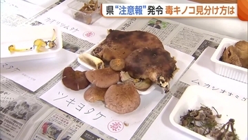 “AI判断”信じ食中毒も…新潟市で“毒キノコ”の見分け方学ぶ講習会「変なもの・もらったものは食べないで」