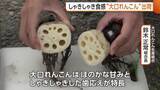 「長岡市の特産品“大口れんこん”の出荷始まる　順調に生育し甘みと食感に優れたレンコンに「最高の食感になっている」」の画像1
