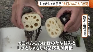 長岡市の特産品“大口れんこん”の出荷始まる　順調に生育し甘みと食感に優れたレンコンに「最高の食感になっている」