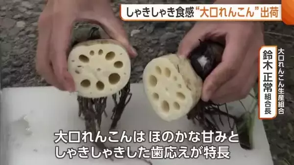 長岡市の特産品“大口れんこん”の出荷始まる　順調に生育し甘みと食感に優れたレンコンに「最高の食感になっている」