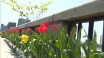 春の風物詩“萬代橋チューリップフェスティバル”スタート！景色彩る2万4000本のチューリップ 新潟市