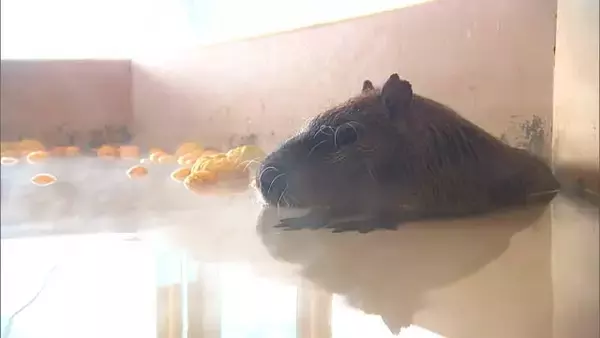 22日は冬至　カピバラが約40度のゆず湯でポカポカ【新潟市中央区】