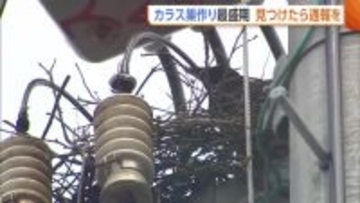 “カラスの巣”が停電の原因に！？毎年6000個ほど撤去…見つけたら通報を「カラスも必死だと思うが戦っていかなければ」