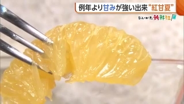 旬迎えた“紅甘夏” 小ぶり傾向も例年より甘み強く！選ぶときは“ずっしり重たいもの”を「水分量多くおいしい甘夏」