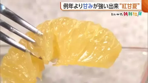 旬迎えた“紅甘夏” 小ぶり傾向も例年より甘み強く！選ぶときは“ずっしり重たいもの”を「水分量多くおいしい甘夏」