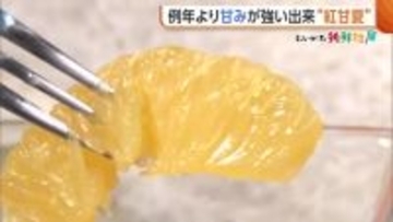 旬迎えた“紅甘夏” 小ぶり傾向も例年より甘み強く！選ぶときは“ずっしり重たいもの”を「水分量多くおいしい甘夏」