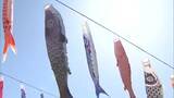 「新潟・加茂市で約500匹の"こいのぼり"　春の風物詩楽しむ家族連れも　最高気温は県内9地点で夏日観測　」の画像1