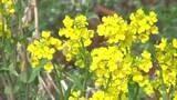「佐渡市では菜の花も！新潟県内 気温上昇の見込み　積雪多かった地域では雪崩に注意を」の画像1