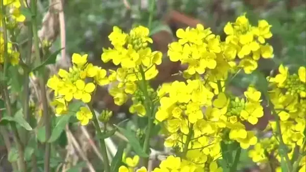 佐渡市では菜の花も！新潟県内 気温上昇の見込み　積雪多かった地域では雪崩に注意を