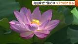 「【ハスの花】東洋一！高田城址公園の“ハス”見頃に「お釈迦様も喜んでいる」　23日まで『観蓮会』開催　新潟・上越市」の画像1