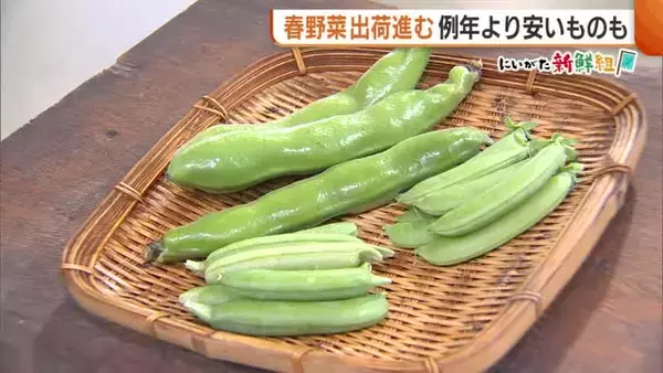 “豆類”で疲労回復！おすすめは“そら豆”「色が濃くずっしりとしたもの選んで」