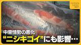 「初セリ迎えた“ニシキゴイ”にも中東情勢の影響…生産者から輸送費・飼料費の値上がり懸念する声「先行き不安」」の画像1