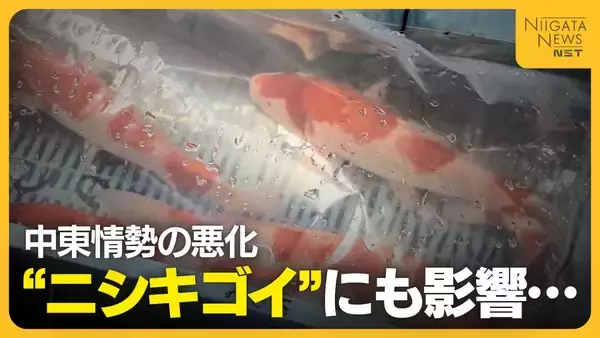 初セリ迎えた“ニシキゴイ”にも中東情勢の影響…生産者から輸送費・飼料費の値上がり懸念する声「先行き不安」