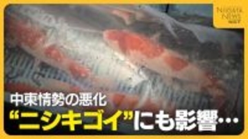 初セリ迎えた“ニシキゴイ”にも中東情勢の影響…生産者から輸送費・飼料費の値上がり懸念する声「先行き不安」
