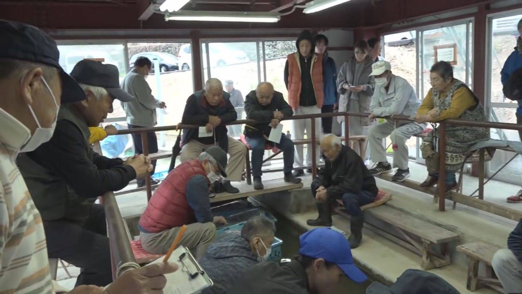 初セリ迎えた“ニシキゴイ”にも中東情勢の影響…生産者から輸送費・飼料費の値上がり懸念する声「先行き不安」