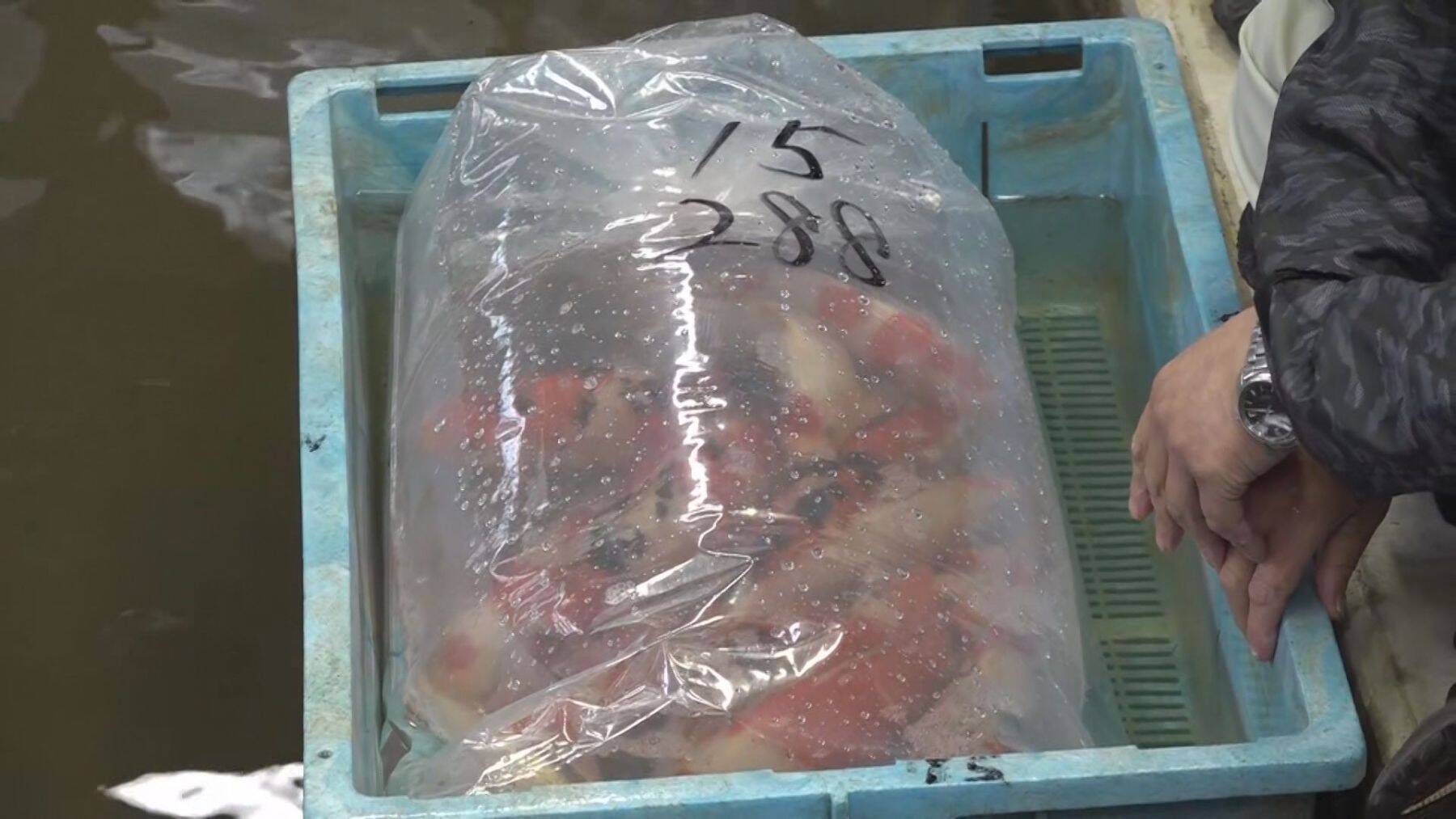 初セリ迎えた“ニシキゴイ”にも中東情勢の影響…生産者から輸送費・飼料費の値上がり懸念する声「先行き不安」