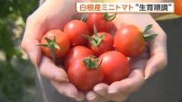 生産量県内トップ！新潟・白根産“ミニトマト”の出荷開始　天候に恵まれ糖度高く「子どもでも喜んで食べてもらえる」