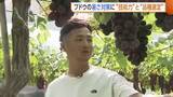「【ブドウ農家】「気温40℃超を想定」“技術力”と“品種選定”で暑さ対策！高温でも色づき・品質良いブドウに　新潟」の画像1