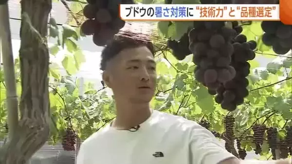 【ブドウ農家】「気温40℃超を想定」“技術力”と“品種選定”で暑さ対策！高温でも色づき・品質良いブドウに　新潟