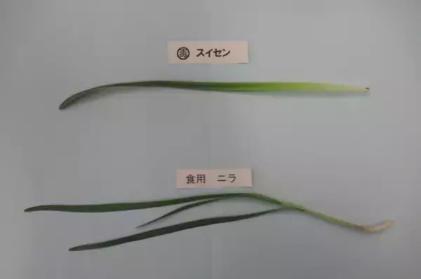 ニラと誤り…スイセンによる食中毒で家族3人が救急搬送　自宅に生えていたスイセンを中華風炒めとして調理　新潟市