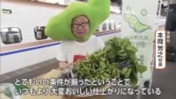 夏の味覚・枝豆を首都圏へ！極早生品種・弥彦むすめを新幹線で輸送【新潟・弥彦村】