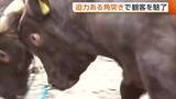 「迫力ある牛のぶつかり合い！大型連休初日の長岡市山古志地区は牛の角突きで観客を魅了　新潟」の画像1