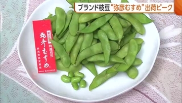 「夏が来た」ブランド枝豆“弥彦むすめ”の出荷ピーク！天候に恵まれ“甘み”強く「どんどん食べたくなる味」新潟