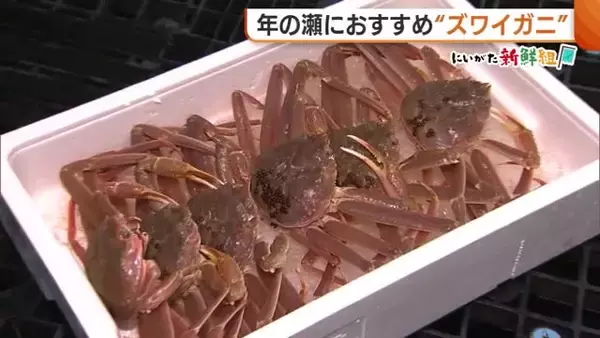 鍋や刺身に重宝！年の瀬におすすめ“ズワイガニ” おいしいカニを見分けるポイントは寄生虫！？