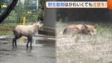 「新潟・柏崎市の銀行に“カモシカ”！？県庁では“キツネ”がお昼寝　出没相次ぐ野生動物に注意を「かわいくても近づかない」」の画像1